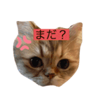 チンチラ猫マロンの毎日スタンプ（個別スタンプ：5）