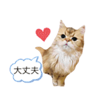 チンチラ猫マロンの毎日スタンプ（個別スタンプ：7）