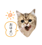 チンチラ猫マロンの毎日スタンプ（個別スタンプ：12）