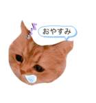 チンチラ猫マロンの毎日スタンプ（個別スタンプ：13）