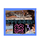 琥珀familyでらっくちゅ（個別スタンプ：32）
