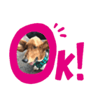 犬のタルトくんスタンプ（個別スタンプ：1）