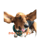 犬のタルトくんスタンプ（個別スタンプ：3）