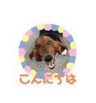 犬のタルトくんスタンプ（個別スタンプ：4）