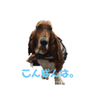 犬のタルトくんスタンプ（個別スタンプ：5）