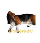 犬のタルトくんスタンプ（個別スタンプ：6）