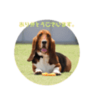 犬のタルトくんスタンプ（個別スタンプ：8）