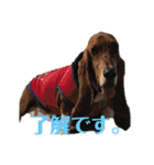 犬のタルトくんスタンプ（個別スタンプ：9）