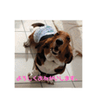 犬のタルトくんスタンプ（個別スタンプ：10）