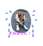 犬のタルトくんスタンプ（個別スタンプ：12）