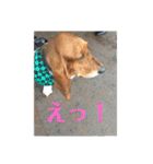 犬のタルトくんスタンプ（個別スタンプ：13）