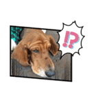 犬のタルトくんスタンプ（個別スタンプ：14）