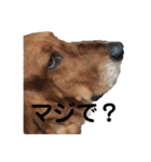 犬のタルトくんスタンプ（個別スタンプ：15）
