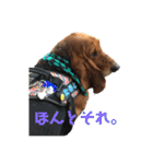 犬のタルトくんスタンプ（個別スタンプ：16）