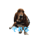犬のタルトくんスタンプ（個別スタンプ：17）