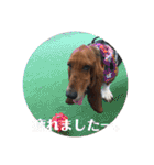 犬のタルトくんスタンプ（個別スタンプ：20）