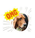 犬のタルトくんスタンプ（個別スタンプ：21）