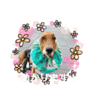 犬のタルトくんスタンプ（個別スタンプ：22）