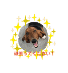 犬のタルトくんスタンプ（個別スタンプ：23）