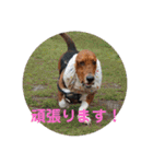 犬のタルトくんスタンプ（個別スタンプ：24）
