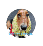 犬のタルトくんスタンプ（個別スタンプ：25）