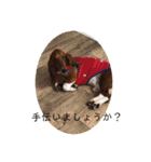 犬のタルトくんスタンプ（個別スタンプ：26）