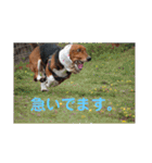 犬のタルトくんスタンプ（個別スタンプ：30）