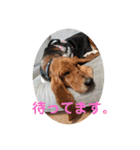 犬のタルトくんスタンプ（個別スタンプ：31）