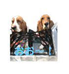 犬のタルトくんスタンプ（個別スタンプ：33）