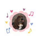 犬のタルトくんスタンプ（個別スタンプ：34）