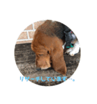 犬のタルトくんスタンプ（個別スタンプ：35）