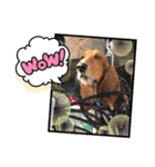 犬のタルトくんスタンプ（個別スタンプ：36）