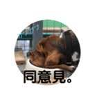 犬のタルトくんスタンプ（個別スタンプ：38）