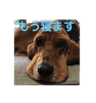 犬のタルトくんスタンプ（個別スタンプ：39）