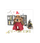 犬のタルトくんスタンプ（個別スタンプ：40）