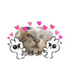 ねこのさすけ（個別スタンプ：1）