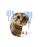 ねこのさすけ（個別スタンプ：2）