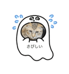 ねこのさすけ（個別スタンプ：5）