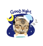 ねこのさすけ（個別スタンプ：6）