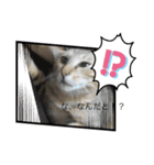 ねこのさすけ（個別スタンプ：11）