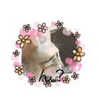 ねこのさすけ（個別スタンプ：12）