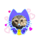 ねこのさすけ（個別スタンプ：13）