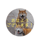 2匹のしばいぬ！日常会話（個別スタンプ：2）