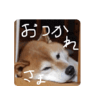 2匹のしばいぬ！日常会話（個別スタンプ：3）
