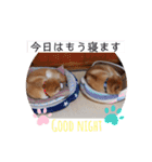 2匹のしばいぬ！日常会話（個別スタンプ：4）