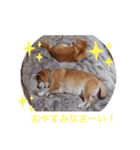 2匹のしばいぬ！日常会話（個別スタンプ：5）