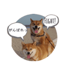 2匹のしばいぬ！日常会話（個別スタンプ：7）