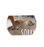 2匹のしばいぬ！日常会話（個別スタンプ：8）