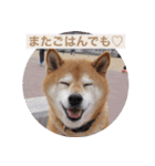 2匹のしばいぬ！日常会話（個別スタンプ：12）