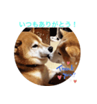 2匹のしばいぬ！日常会話（個別スタンプ：13）